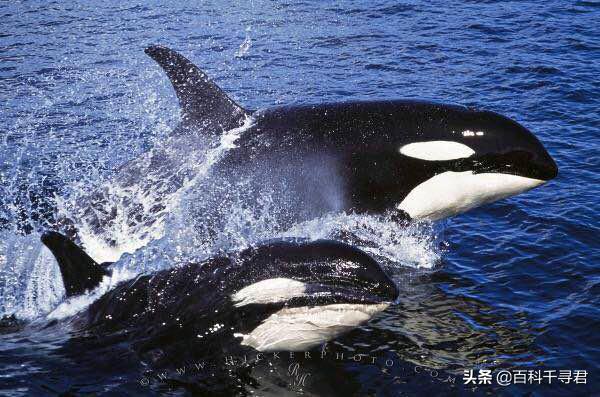 鲨鱼攻击:蓝鲸那么大，如果有鲨鱼虎鲸来咬它怎么办