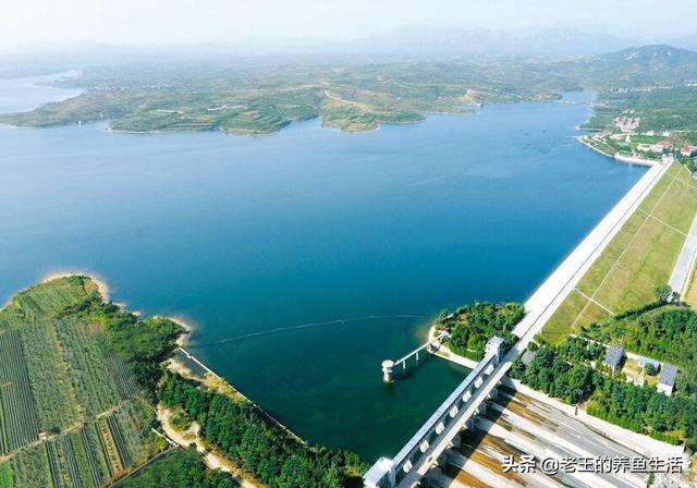 淡水鱼的种类价格:淡水鱼价格“涨势汹汹”为哪般？