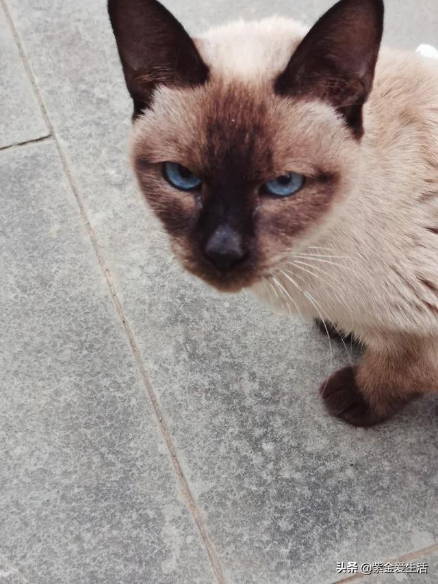 宠物猫免费领养:五个月大的猫咪适合领养吗？ 58同城宠物猫免费领养
