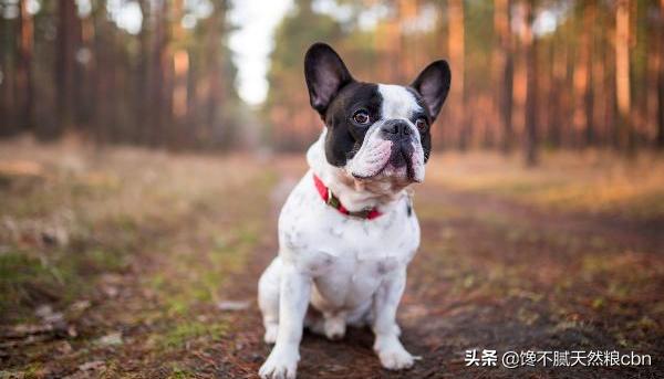 法国斗牛犬图片:饲养法国斗牛犬会遇到什么问题？