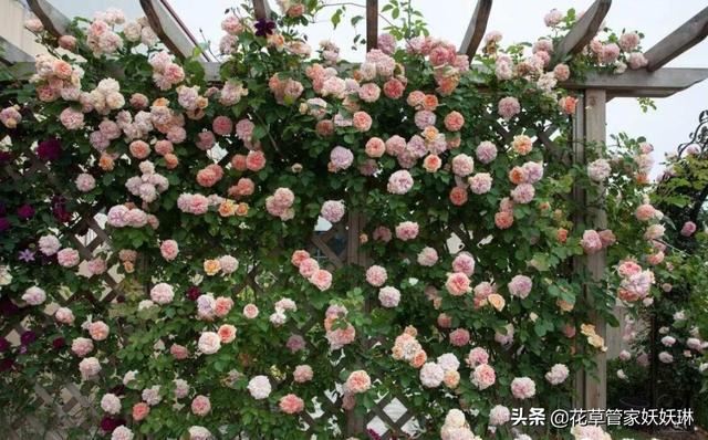 爬藤月季花的栽培:网购了藤本月季和木香花，要怎么栽培？用什么土？