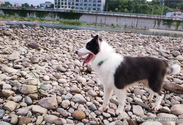边境牧羊犬性格如何:为什么有人觉得养边境牧羊犬的人越来越少？