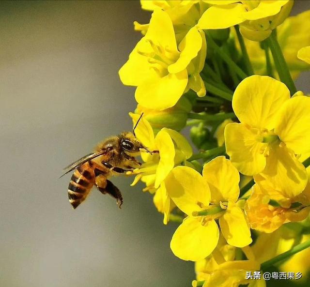 蜜蜂不踩粉怎么办蜜蜂采花蜜不积极怎么办 唯米智能采集器
