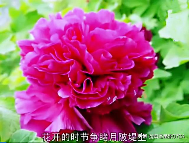 刘禹锡诗:唯有牡丹真国色。国色究竟是什么色？
