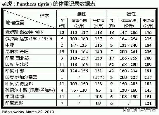 棕熊的战斗力怎么样，为什么说棕熊任何猫科都打不过它？