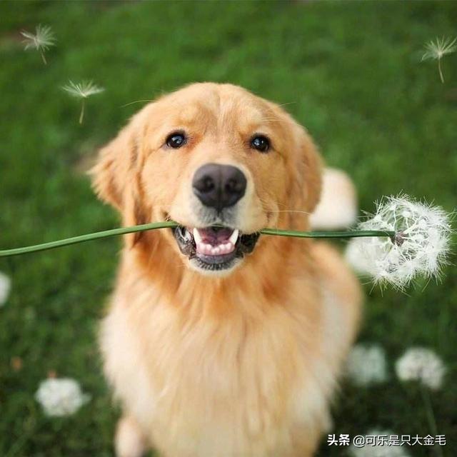 中型犬哪些好养:适合家庭养的中型犬有哪些 喜欢中型犬，养什么比较好啊？