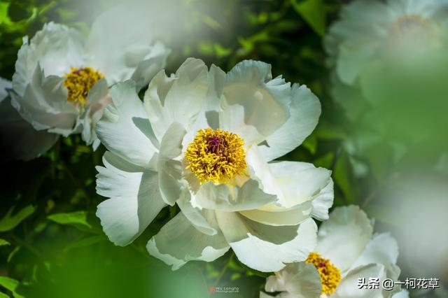 露滴牡丹开,牡丹花春节开花后怎么养？