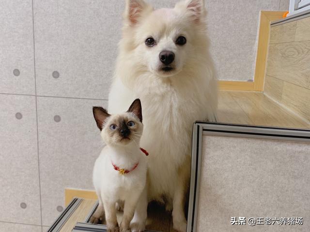 我的狗朋友是猫:如果把小猫和小狗养在一起，它们会成为好朋友吗？