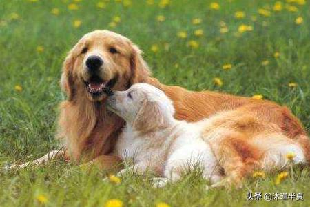 金毛犬性格:金毛有什么特点?养金毛要注意点什么？