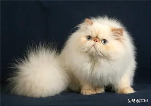 喜马拉雅种猫:喜马拉雅猫和美短猫哪个好？
