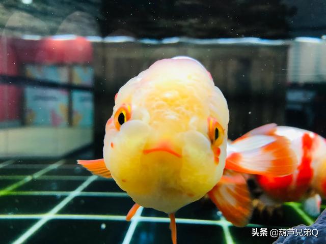 红鲫鱼生小鱼样子视频:一厘米的金鱼多久生小鱼？