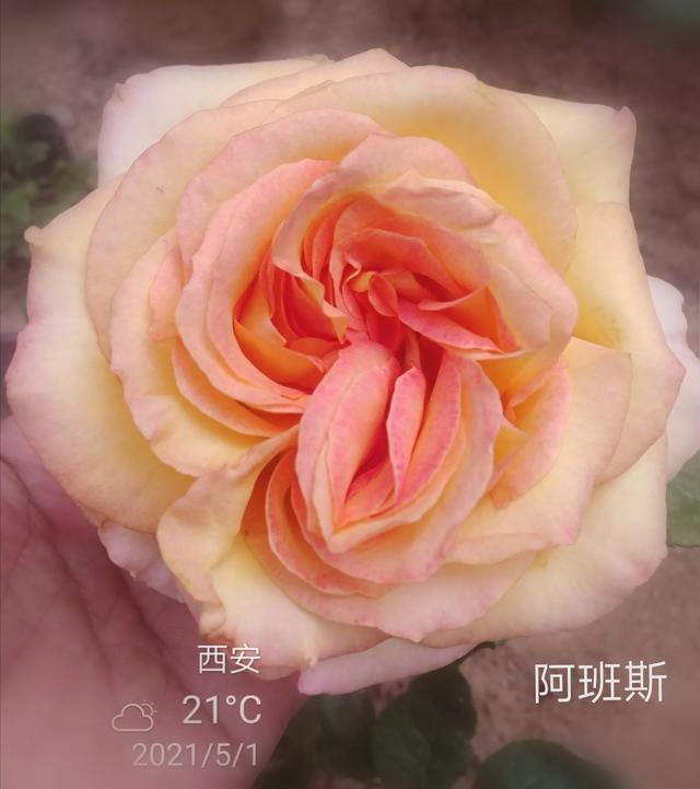 优秀月季花品种介绍百度网:名贵月季十大品种是哪些品种？