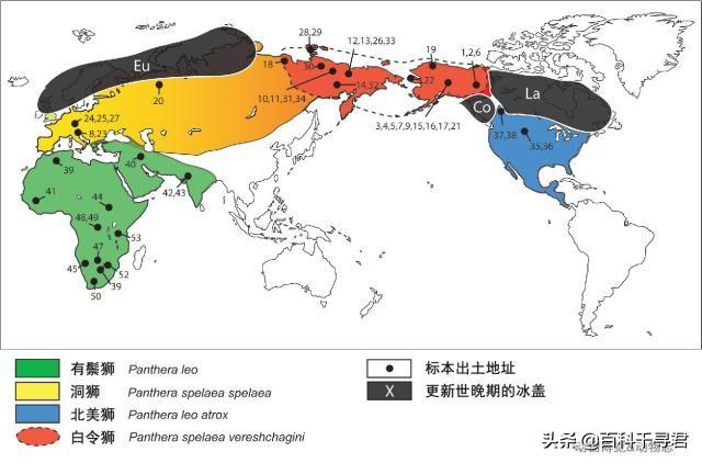 小食蚁兽:小食蚁兽绘本故事 为什么亚马逊丛林作为最大的原始森林没有狮虎象野牛等大型猛兽？