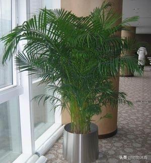 吊竹梅叶子发黄变干:茶梅掉叶干枯发黄怎么办？