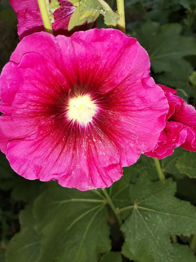 小型观花植物:家里空间小有什么适合养的植物？