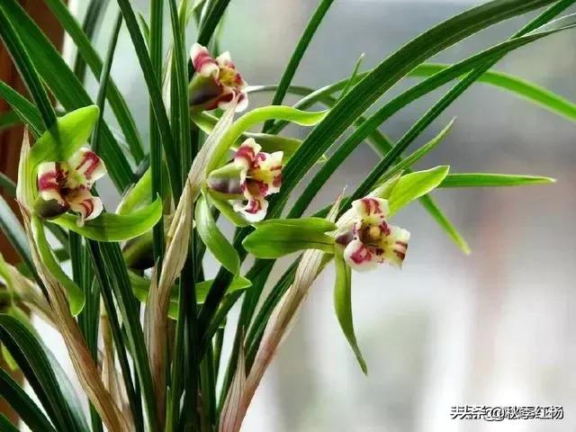 阿希实验:如何认识和看待从众行为的经典实验研究？