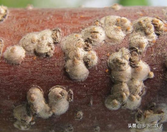 樱桃树干留焦十大名狗怎么治:冬季怎样消灭樱桃桑白蚧？