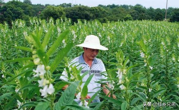 芝麻丫要不要除去？