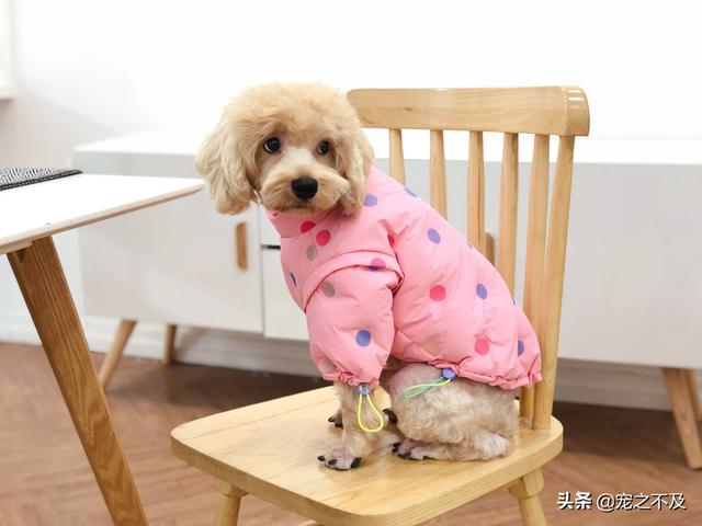 优爵宠物食品如何加盟:开一家宠物连锁店怎么样？