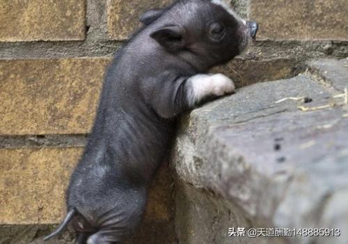 大肚猪:猪什么时候能成为大众认知的陪伴宠物你怎么看
