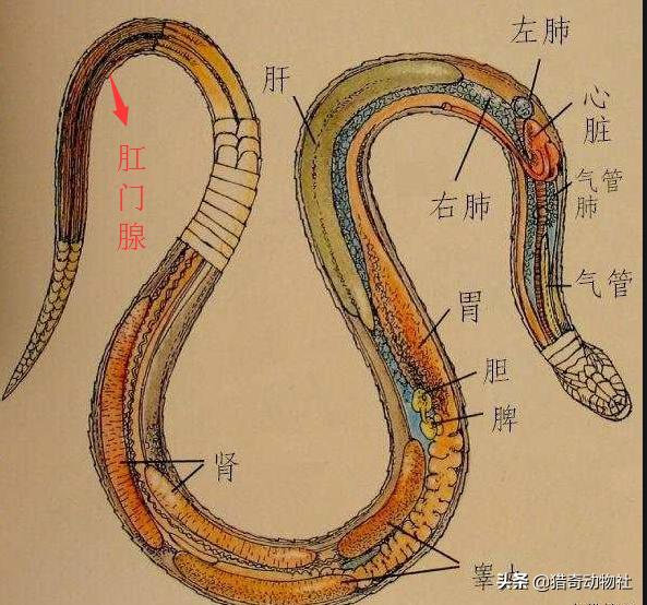 找到冰冷的毒蛇粘液:菜花蛇无毒，为什么被称为百蛇之王？