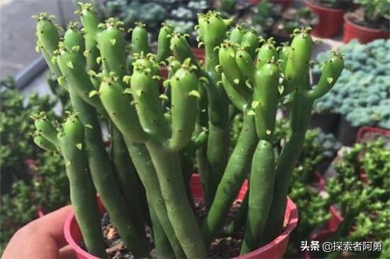 光棍树繁殖视频:光棍树释放有毒气体吗？为什么？