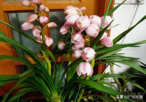 多花指甲兰:大花蕙兰有哪些好的品种？