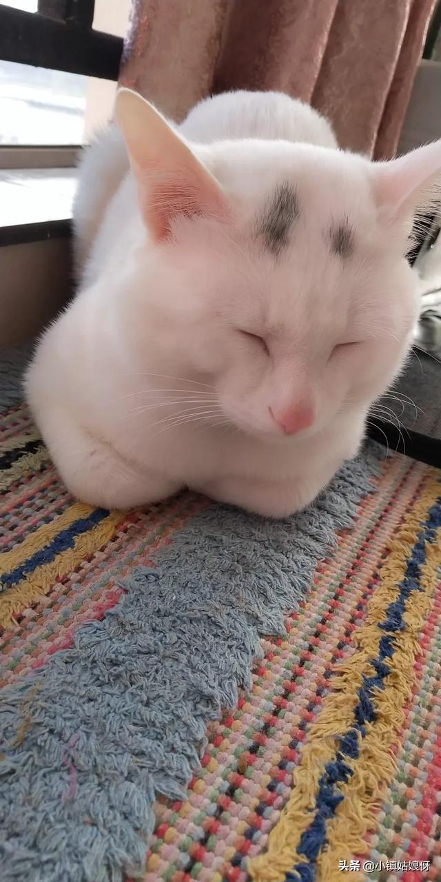 头条问答 谁知道猫睡觉的姿势代表什么 27个回答