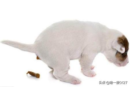泰迪狗狗的训练方法:泰迪幼犬多大开始训练最易掌握技能？