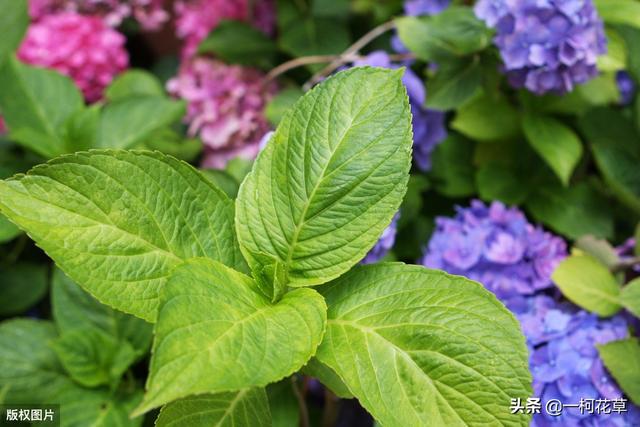 供应八仙花:八仙花花语 八仙花倒盆后怎么就蔫了？