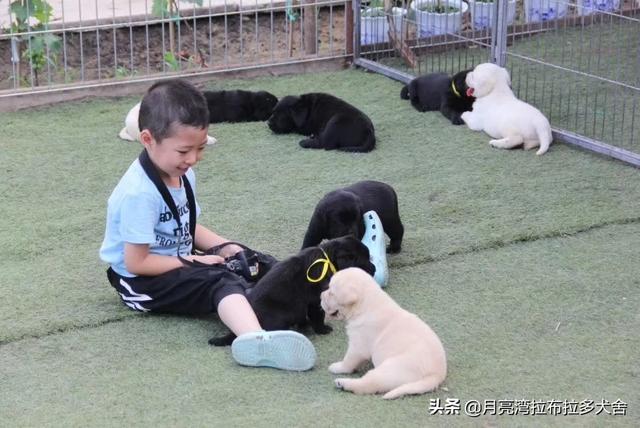 最好打理的伴侣犬:家有三岁小孩儿，适合养哪种狗狗？