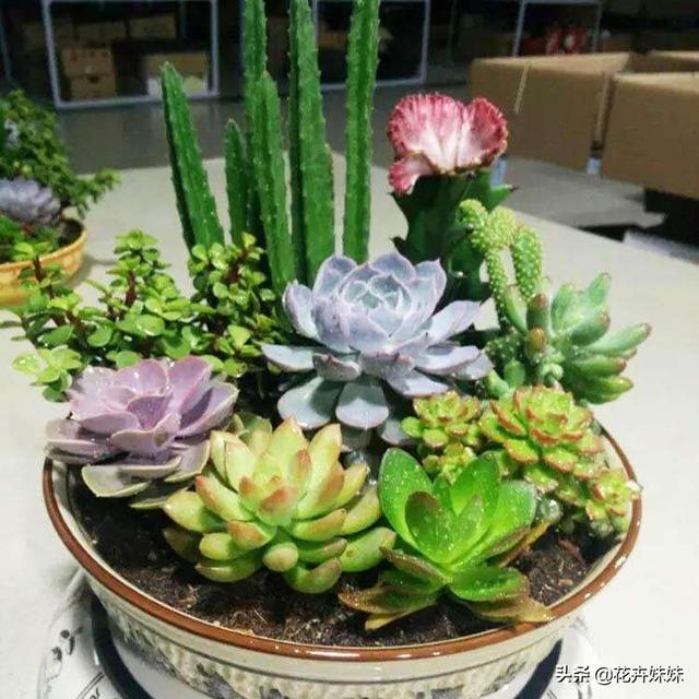 头条问答 夏天雨季 多肉怎么养才能更好 花卉妹妹的回答 0赞