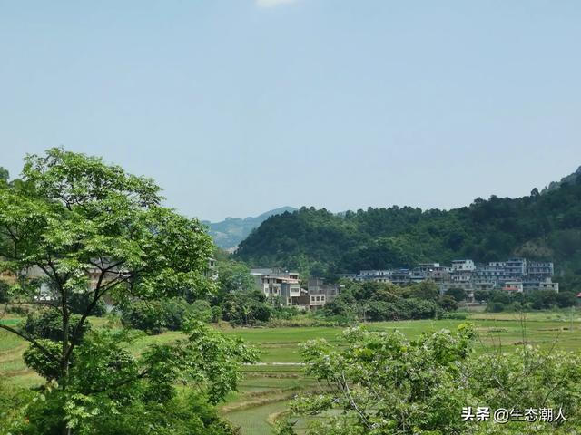 农村创业三个好项目，河北农村致富的好项目有什么