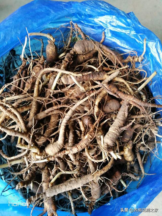 头条问答 - 牛鞭,灵芝草,枸杞,锁阳怎么泡酒?(1个回答)