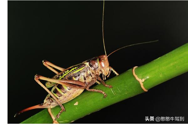 蝈蝈吃什么蔬菜:蝈蝈吃什么蔬菜水果 怎样养蝈蝈，蝈蝈如何养，蝈蝈吃什么？