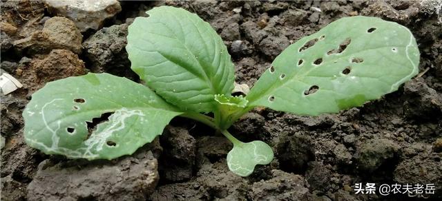 头条问答 大白菜食叶害虫有哪些 大白菜食叶害虫怎么防治 7个回答