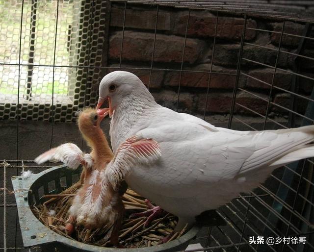 信鸽饲料配制:养殖肉鸽日粮饲料怎样配？