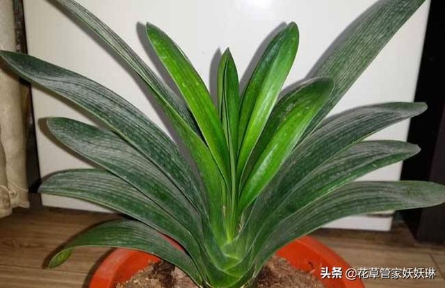 垂笑君子兰小苗子图片:垂笑君子兰图片品种 君子兰新长的叶片出现叶舌是什么情况？