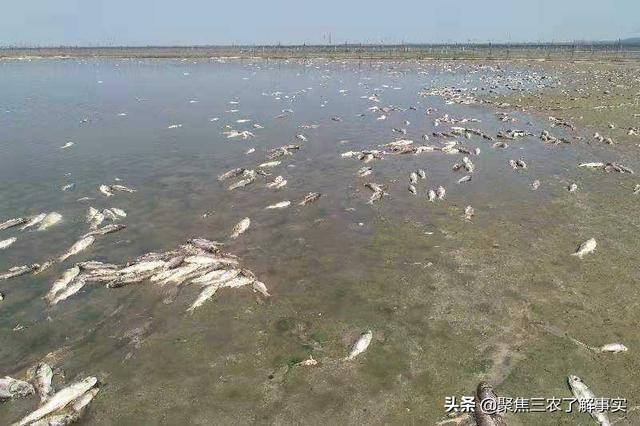 斑鱼狗鸟值钱吗:文昌石斑鱼现在市场价140元还会上涨吗？