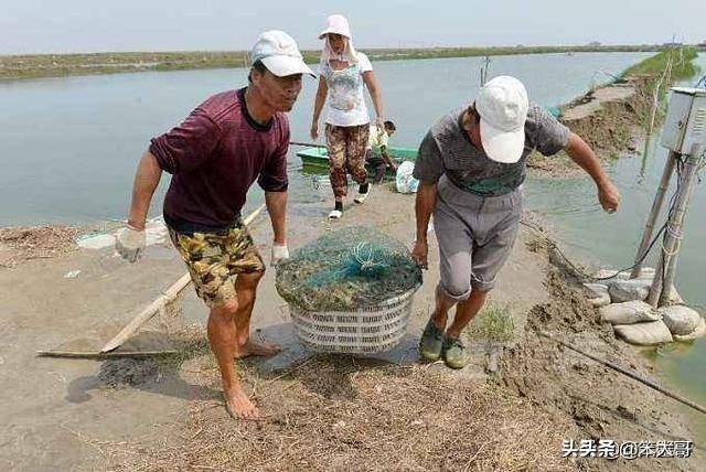 2019日本对虾价格当天价格:您认为上半年还会不会出现虾价（对虾）大涨的行情？