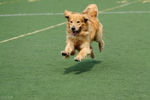 萨路基犬速度快吗:狗的速度，能不能追上博尔特这样的田径高手？