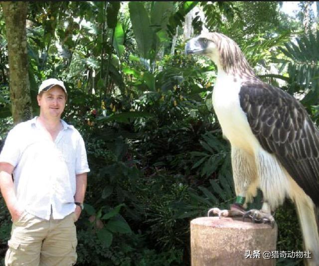 阿根廷巨鸟灭绝的原因:大老鹰驮着一个120斤的成年男子，可以飞上天吗？