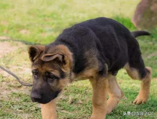 小德国牧羊犬图片:怎样挑选德国牧羊犬的幼崽？ 小德国牧羊犬图片大全