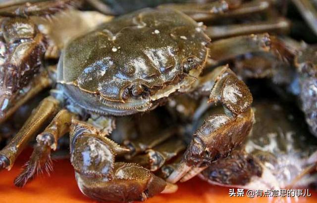 养殖什么螃蟹好，请问汉中适合养殖哪种螃蟹