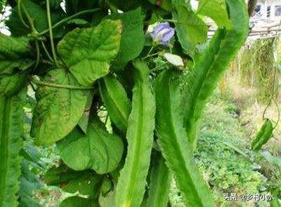豆子从豆荚里跳出来视频:四棱豆生育期，花蕾大量脱落，该怎么办？