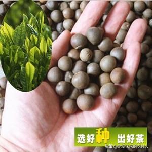 茶树花怎么养殖，茶树籽怎么种植才能使出芽率高