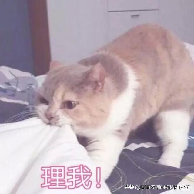 小猫一直打喷嚏其他都好:小猫打喷嚏，不是猫鼻支，想买些人用的滴鼻药，有什么推荐吗？