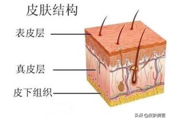 细菌性皮肤病课件:奶猪身上起红点、烂皮该怎么办？