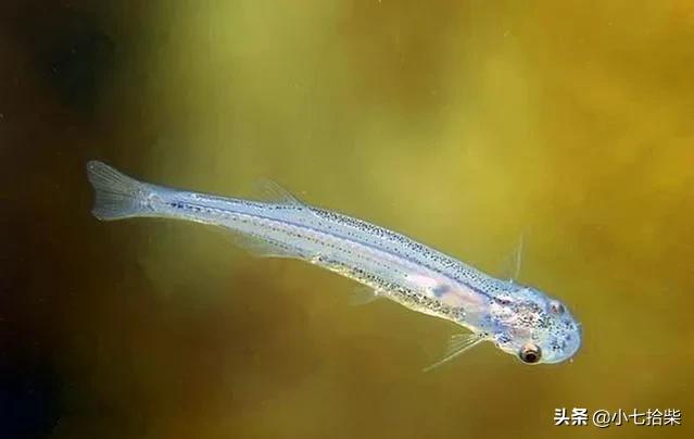 茂密森林灵异事件后续:亚马逊大森林里的十大恐怖生物是什么？