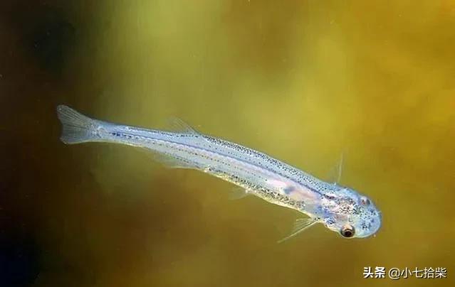 十大神秘生物未解之谜，亚马逊大森林里的十大恐怖生物是什么